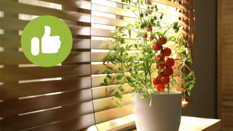 plante d'intérieur plants de tomate intérieur