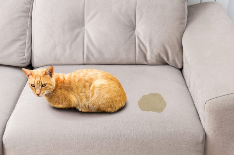 pipi de chat urine odeurs taches sur le canapé