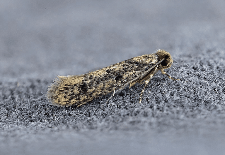 mites-des-vêtements-mites-vestimentaire