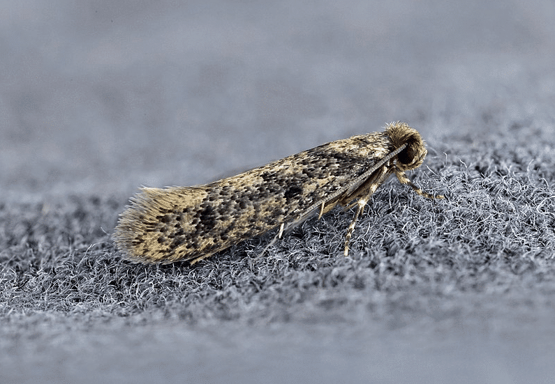 4 astuces naturelles puissantes pour éloigner les mites textiles