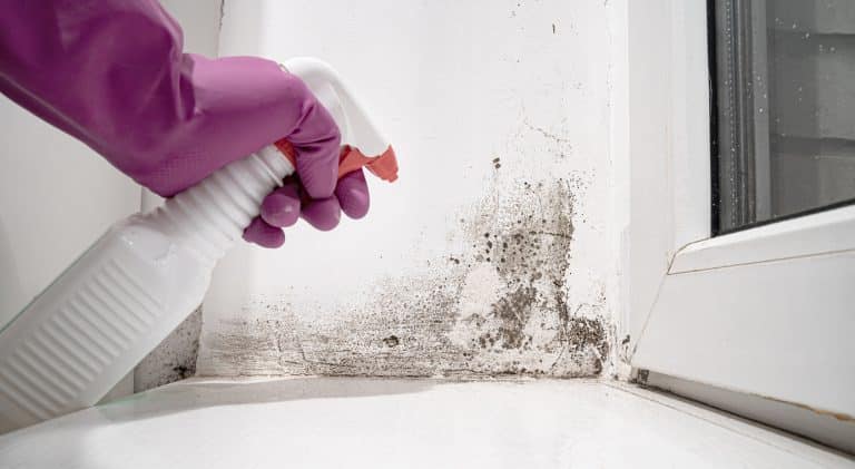 nettoyer taches de moisi sur le mur éliminer moisissures nettoyage moisissure champignons spores