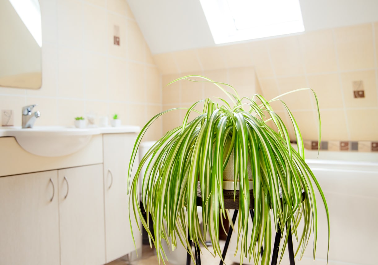 Chlorophytum comosum ou plante d’araignée les plantes contre l'humidité