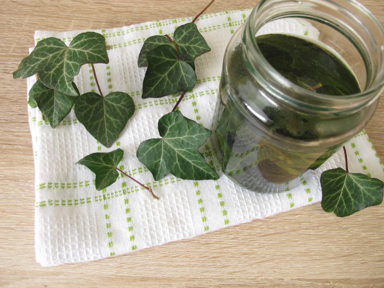 recette lessive au lierre naturelle maison